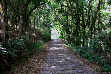 Obraz premium footpath in the park
