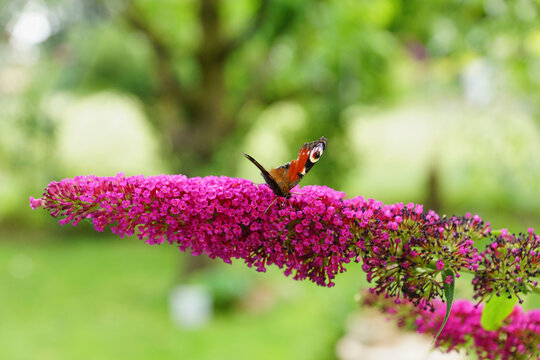 Schmetterling Pfauenauge auf Fieder Gew&auml;chs