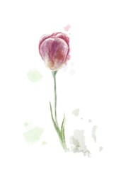 Red tulip watercolor sketch. Botanical illustration. Design of a postcard, invitation, template.