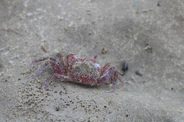 criminal crab