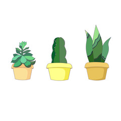 Isolated potted succulents Sansevieria, Cactus, Echeveria in a row, vector succulent plants in Cartoon style, evergreen indoor plants on white isolated background, concept Window Garden and Botany.