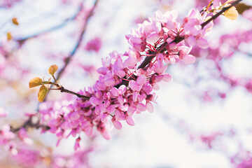 Pink spring flowers sprouting from the branches of a tree on a sunny day. Cherry trees. Nature.