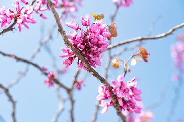 Pink spring flowers sprouting from the branches of a tree on a sunny day. Cherry trees. Nature.