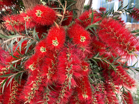 Flowering Of Bottle Brush Tree