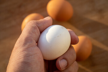 Woman's hands 'holding' an egg. Little desaturated in brown colour. Chicken egg in hand. Chicken white egg in hand