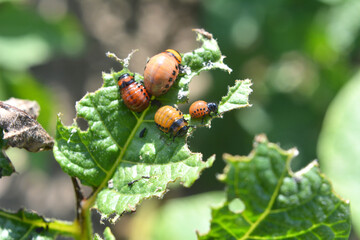 On potatoes - Colorado potato beetle larvae
