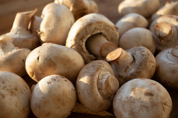 Fresh healthy brown mushrooms with very shallow depth of field. Mushrooms and champignons on the table. Mushrooms on the table top view