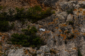 rocks with seagull flying in majorca, spain
