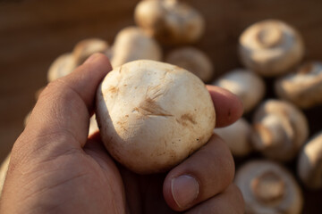 Fresh healthy brown mushrooms with very shallow depth of field. Mushrooms and champignons on the table. Mushrooms on the table top view. Mushrooms and champignons in your hand