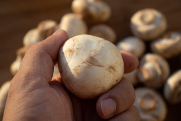 Fresh healthy brown mushrooms with very shallow depth of field. Mushrooms and champignons on the table. Mushrooms on the table top view. Mushrooms and champignons in your hand