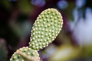 Autumn cactus