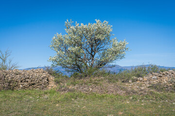 une arbre blanc au sommet d'une colline sous un ciel bleu