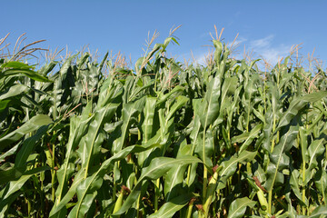 Corn grows in the field