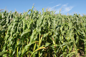 Corn grows in the field