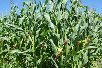 Corn grows in the field