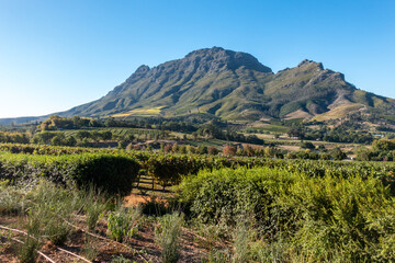 Naklejka premium Vineyards in Franschhoek surrounded by mountains, Cape Town Region, South Africa