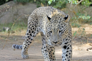 Leopard walks in search of food, a terrible leopard