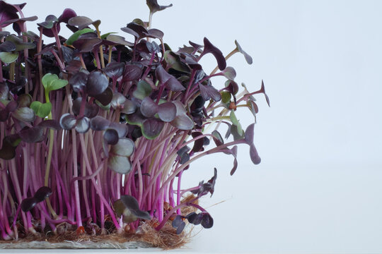 Baby sprouts of purple sango radish on a jute substrate on a white background with copy space. Useful microgreens. Superfood