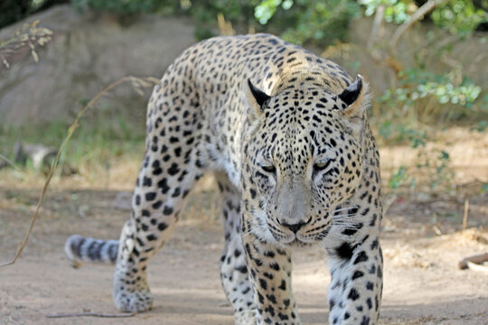 Leopard walks in search of food, a terrible leopard