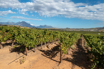 Fototapeta na wymiar Vineyards in Franschhoek surrounded by mountains, Cape Town Region, South Africa