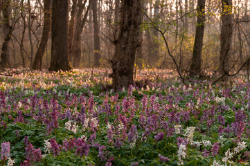Beautiful sunrise in the forest full of wild flowers(corydalis cava)