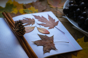 The autumn theme is back to school. The yellowed leaves lie on a notebook.