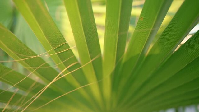 Detail part of palm leaf sways with light wind in tropical forest