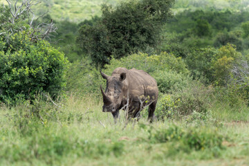 Fototapeta premium White rhinoceros in the Hluhluwe Imfolozi Park. Safari in South Africa. Rhino graze during day. Protected species in Africa
