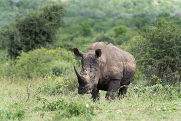 White rhinoceros in the Hluhluwe Imfolozi Park. Safari in South Africa. Rhino graze during day. Protected species in Africa