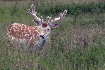 Naklejka na ściany i meble A fallow deer stag in velvet from the herd at the National Trust herd at the National Trust property Dyrham Park.