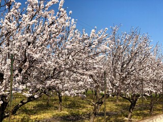Almonds trees in full bloom in Puglia