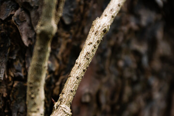 bark of birch