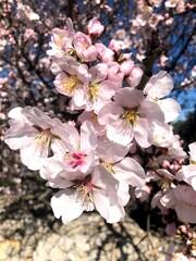 Almonds trees in full bloom in Puglia