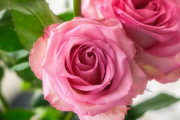 beautiful rose close-up on a background of green foliage. two pink delicate roses. Horizontal photo, close-up. Concept - greeting card.