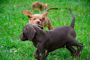 puppys on grass