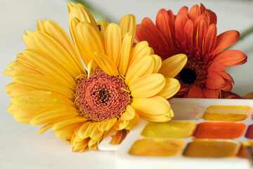 Bright beautiful gerbera flowers close-up. Yellow and orange flower. watercolor paints next to flowers. Close-up. Horizontal photo.