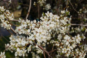 White blossoms of a blackthorn plant in the spring