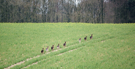 Fototapeta premium eight fallow deer gallop away across a field of early spring crops
