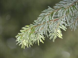 Close up of fir branch with needles: green on top and with dwo white stripes underneath, Poland
