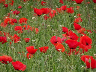 Fototapeta na wymiar Red Poppies in Country Field