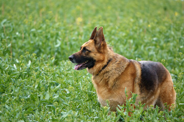 alsation, german shepherd bitch with lovely colours and coat stood in a field of young rape crop