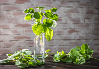 Rooted cuttings of country borage Coleus amboinicus Plectranthus amboinicus on rustical brick wall backgound