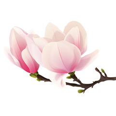 Rozkwitająca magnolia. Ręcznie rysowane kwiaty w kolorze bladego różu z gałązką i pąkami na białym tle.	