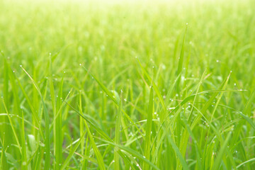 Fototapeta na wymiar Green rice field with water drop and natural sunlight in the morning. Countryside of Thailand. Selective focus.
