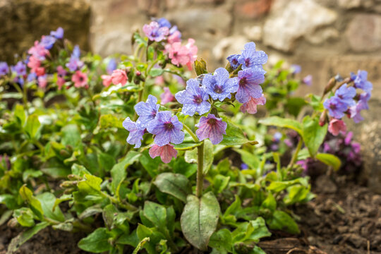 Flowering common lungwort Pulmonaria officinalis in the garden in April