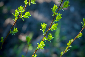 Fresh green tree leaves over blurred natural background, spring season