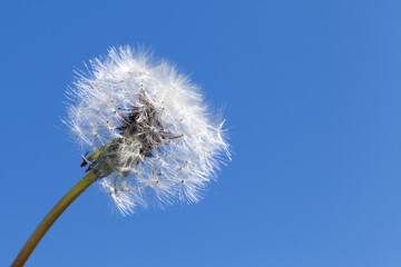 Fluffy white dandelion flower over blue sky background, closeup photo