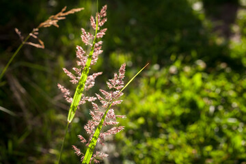 Fresh green grass on a meadow