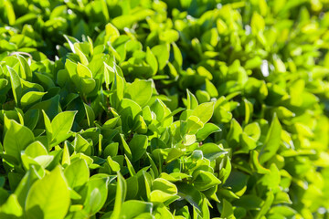 Obraz premium Natural background photo with fresh green leaves in a sunshine, close-up