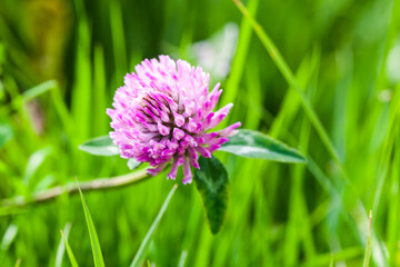 Clover flower macro photo